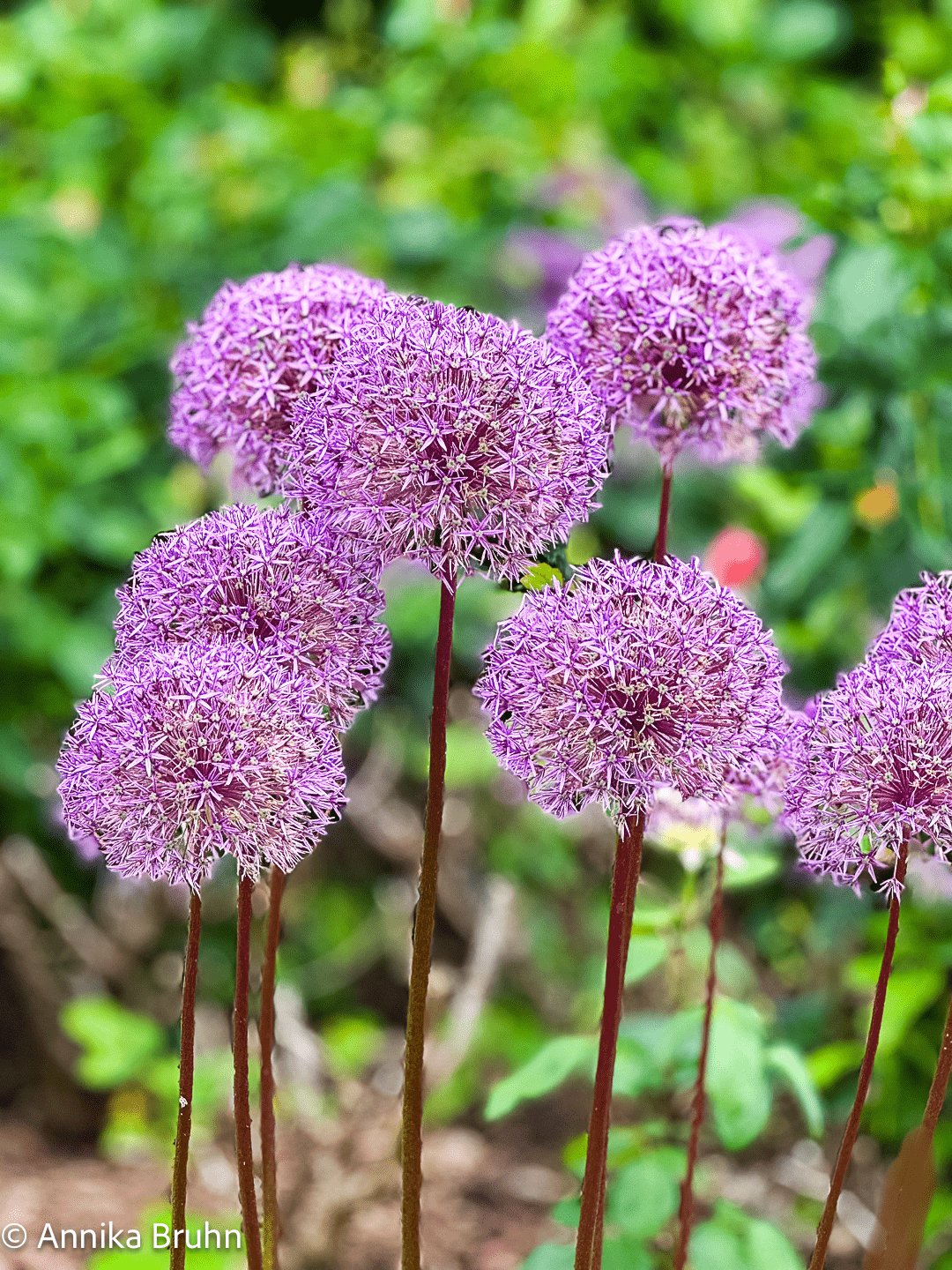 Zierlauch Kugellauch